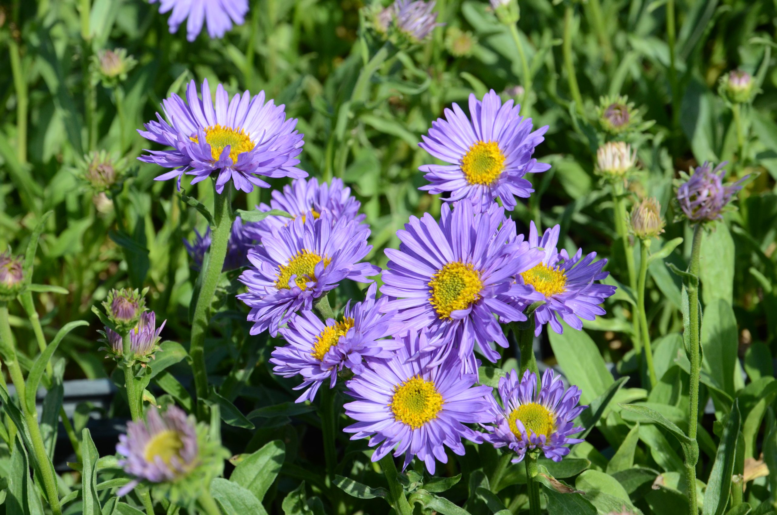 Aster alpinus 'Goliath'_DSC_2398
