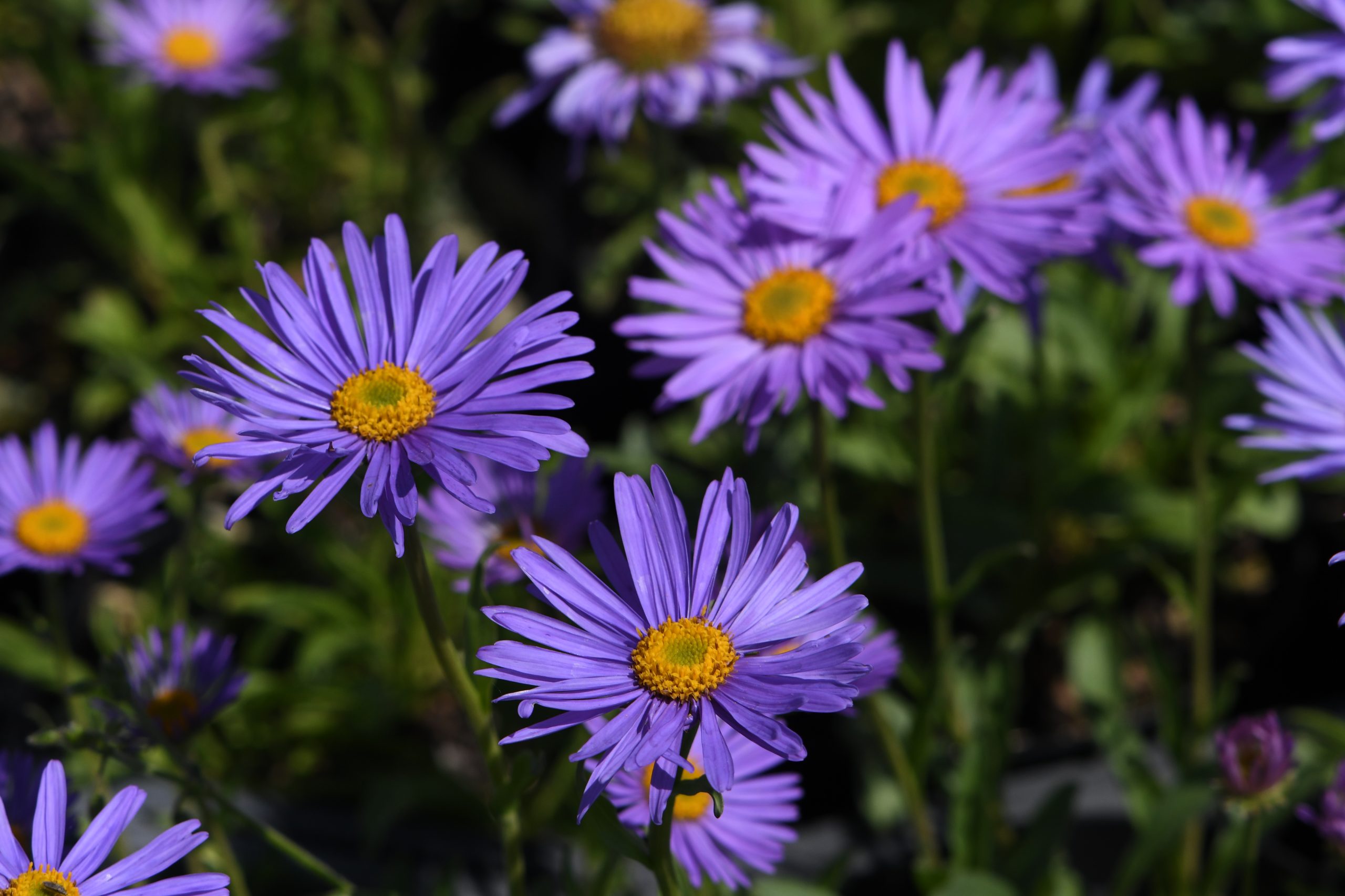 Aster alpinus 'Goliath'_VEP_9546