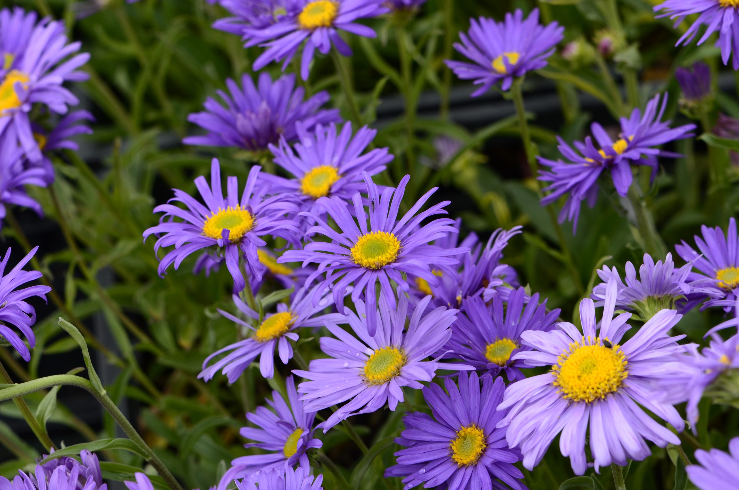 Aster alpinus 'Goliath'_VER_0496
