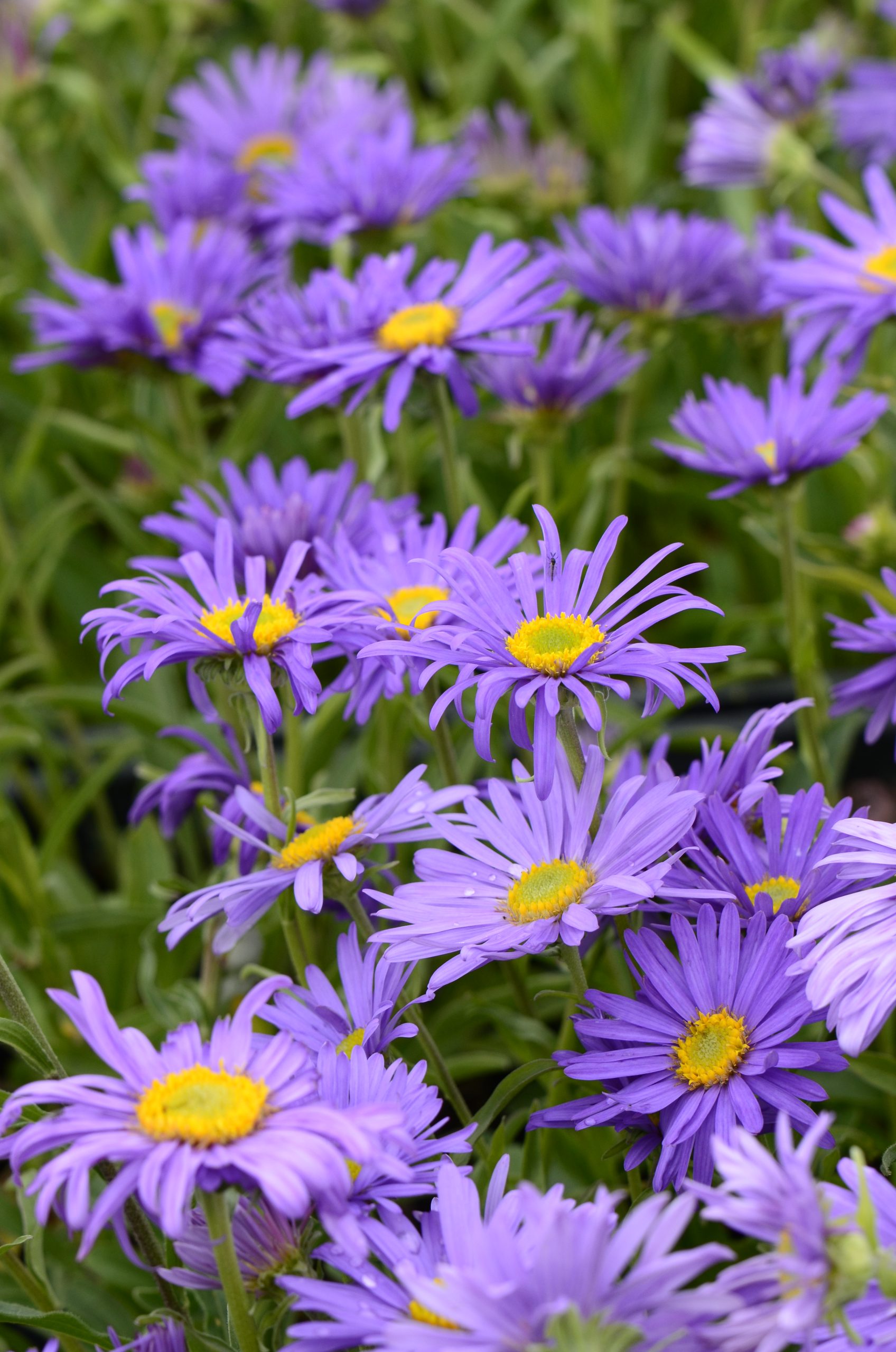 Aster alpinus 'Goliath'_VER_0497