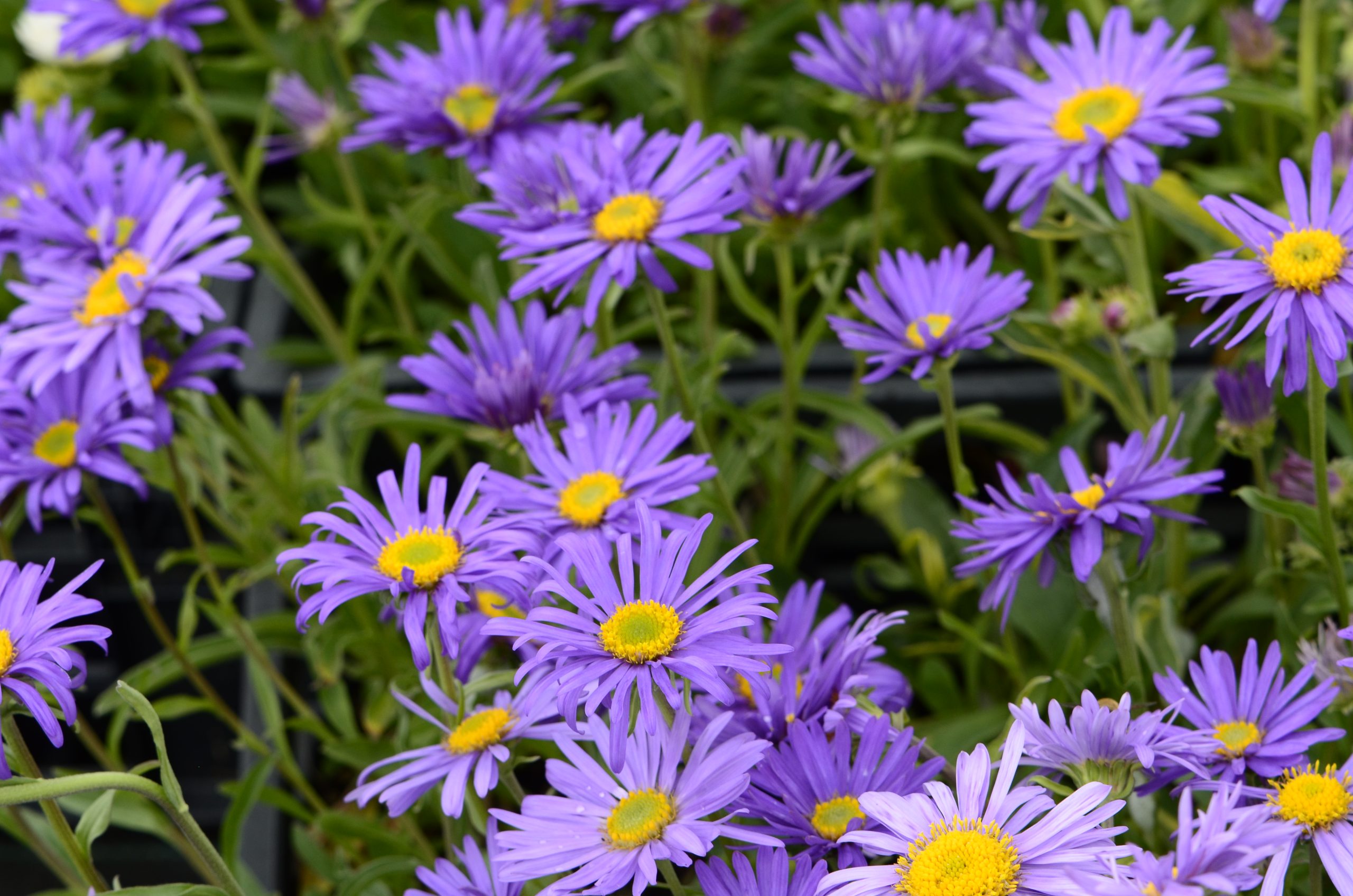 Aster alpinus 'Goliath'_VER_0498