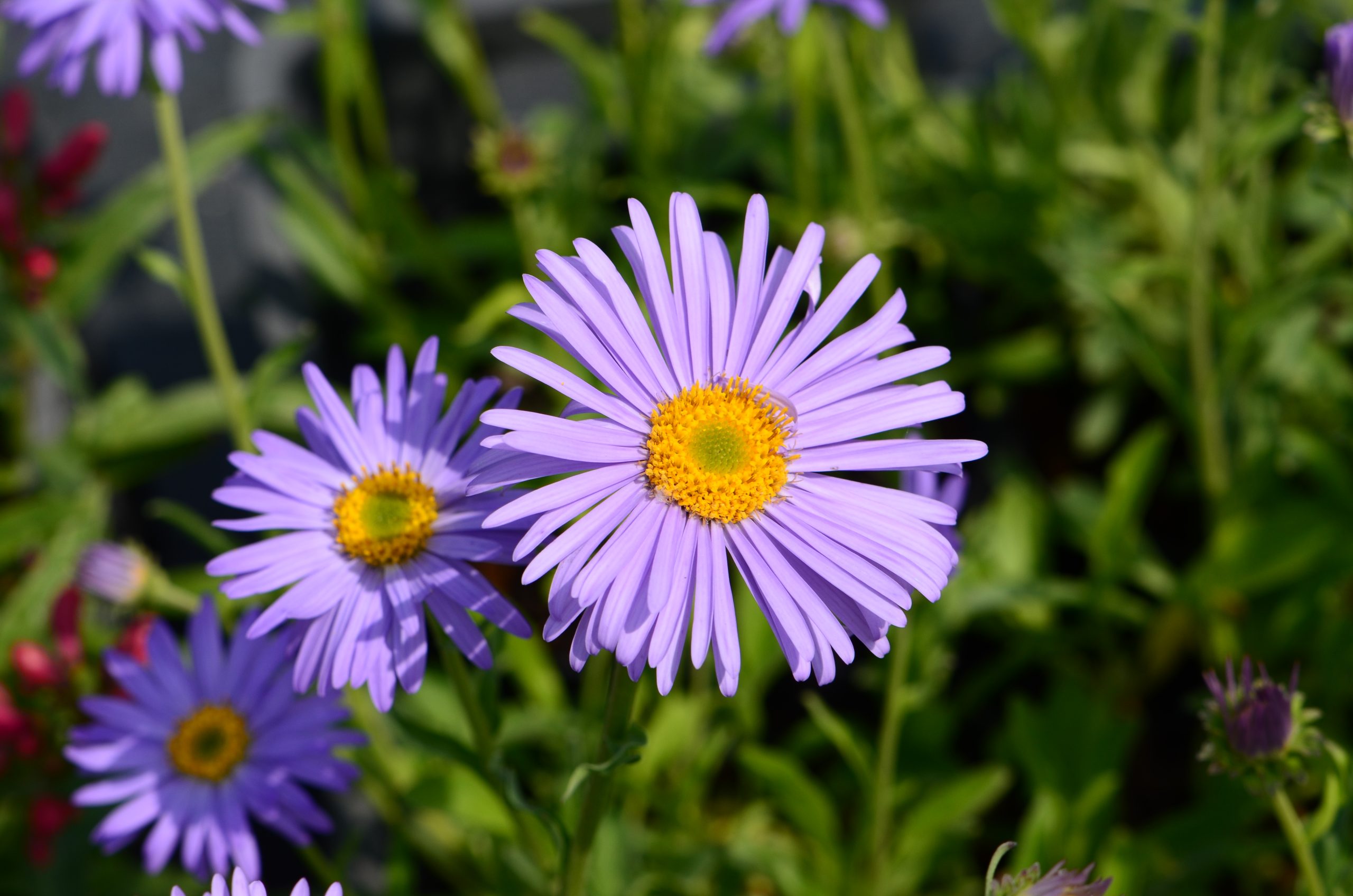 Aster alpinus 'Goliath'_VER_0811