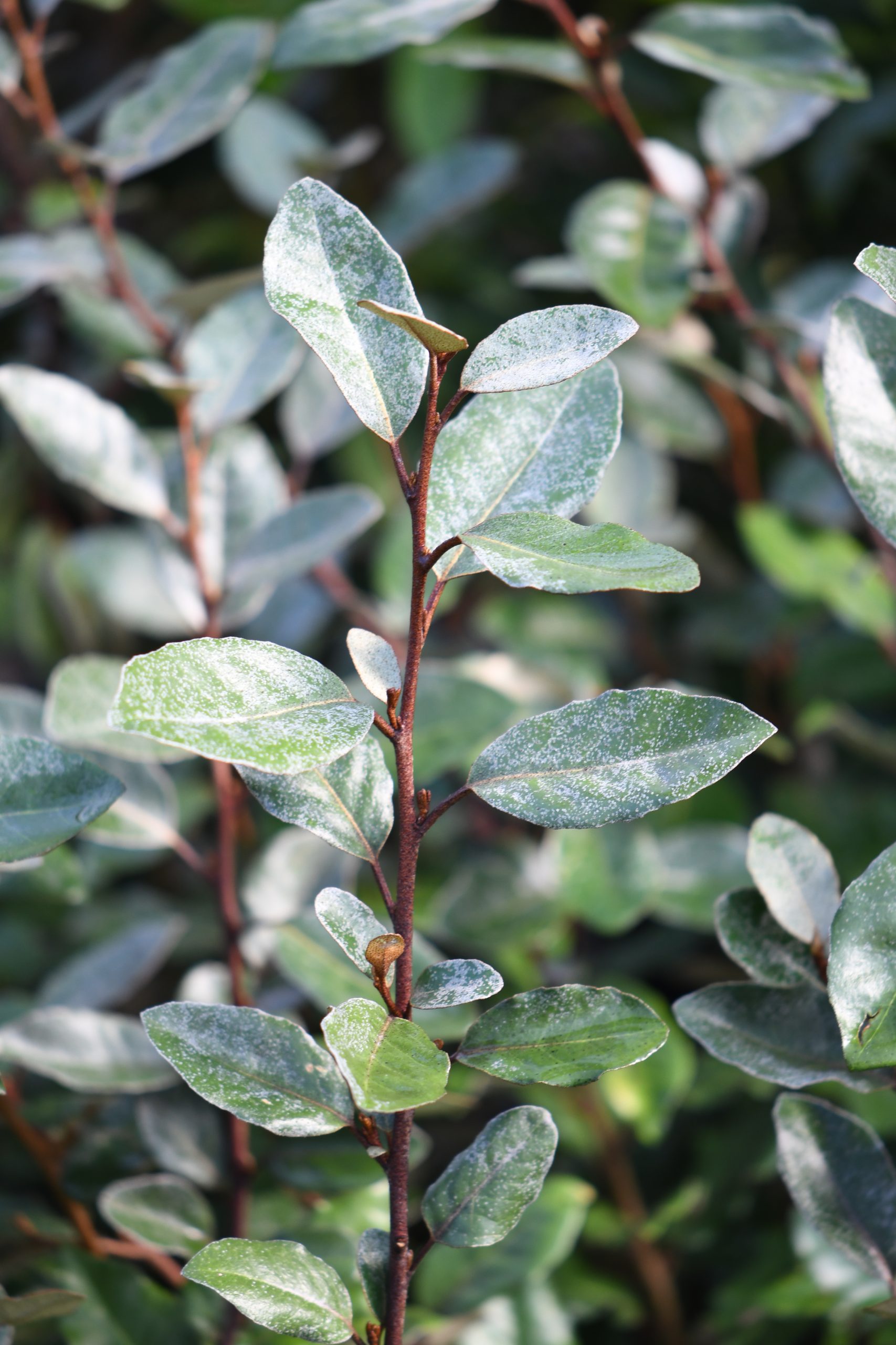 Elaeagnus x ebbingei 'Compacta'_VEP_4069