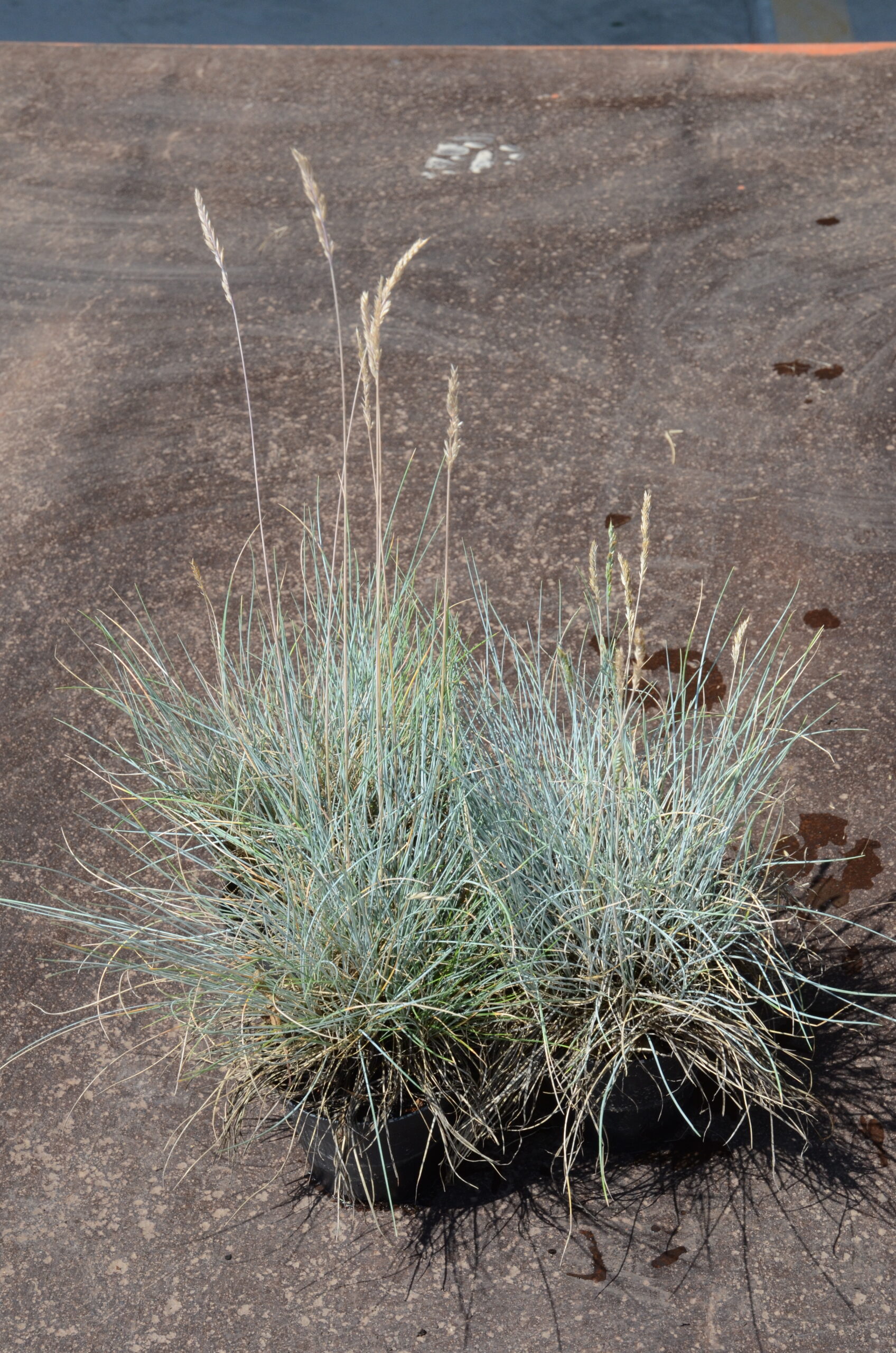 Festuca glauca_DSC_4872