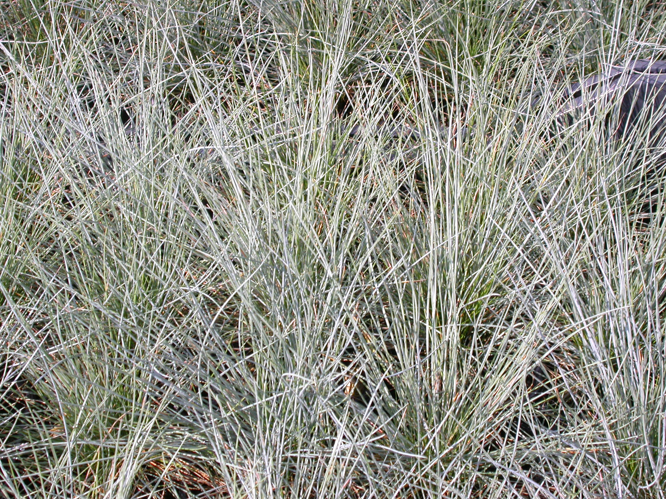 Festuca glauca_Dscn4598