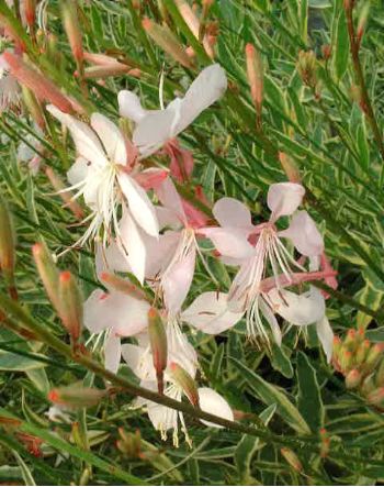 Gaura lindheimeri 'Corrie's Gold'_01