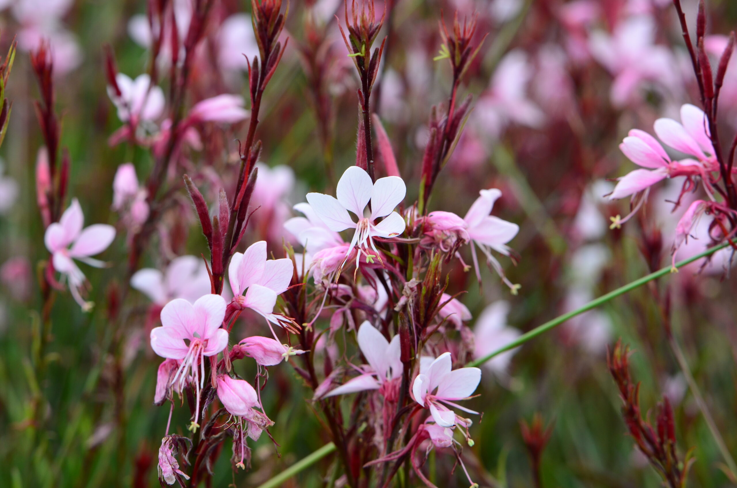 Gaura lindheimeri 'Gaudi (r) Pink'_VER_4781
